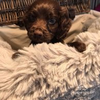 Cocker Spaniel (Working & Show) - Both