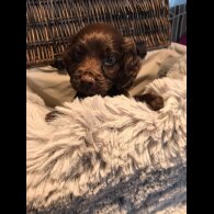 Cocker Spaniel (Working &amp; Show) - Both