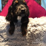 Cocker Spaniel (Working & Show) - Both