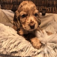 Cocker Spaniel (Working & Show) - Both