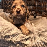 Cocker Spaniel (Working & Show) - Both