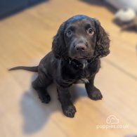 Cocker Spaniel (Working & Show) - Both