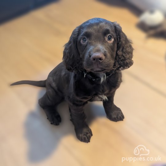 Cocker Spaniel (Working & Show) - Both