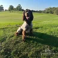 Cocker Spaniel (Working & Show) - Both