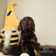 Cocker Spaniel (Working & Show) - Dogs