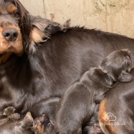 Cocker Spaniel (Working & Show) - Dogs