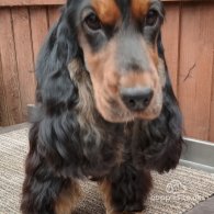 Cocker Spaniel (Working & Show) - Both