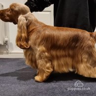 Cocker Spaniel (Working & Show) - Both