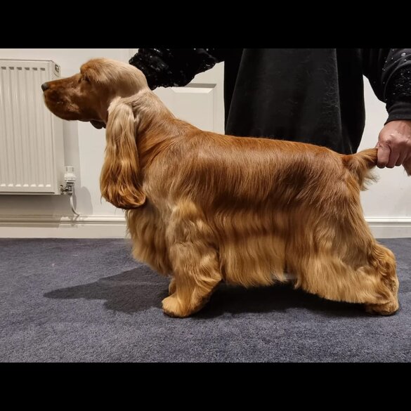 Cocker Spaniel (Working &amp; Show) - Both