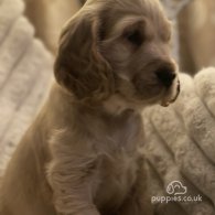 Cocker Spaniel (Working & Show) - Both