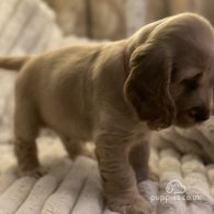 Cocker Spaniel (Working & Show) - Both