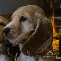 Cocker Spaniel (Working & Show) - Both