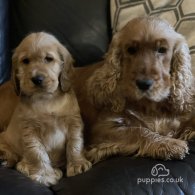 Cocker Spaniel (Working & Show) - Both