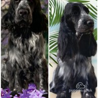 Cocker Spaniel (Working & Show) - Dogs