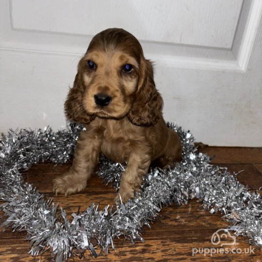 Cocker Spaniel (Working & Show) - Dogs