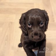 Cocker Spaniel (Working & Show) - Both