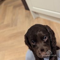 Cocker Spaniel (Working & Show) - Both