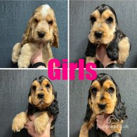 Cocker Spaniel (Working & Show) - Both