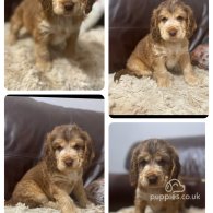 Cocker Spaniel (Working & Show) - Both