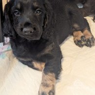 Cocker Spaniel (Working & Show) - Both