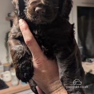 Cocker Spaniel (Working & Show) - Both