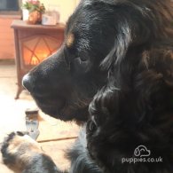 Cocker Spaniel (Working & Show) - Both