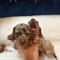 Dachshund (Standard & Miniature) - Both