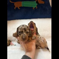 Dachshund (Standard &amp; Miniature) - Both