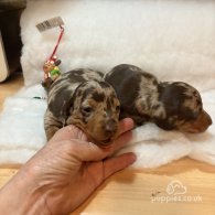 Dachshund (Standard & Miniature) - Both