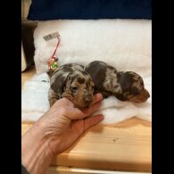 Dachshund (Standard &amp; Miniature) - Both