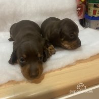 Dachshund (Standard & Miniature) - Both