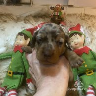 Dachshund (Standard & Miniature) - Both