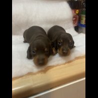 Dachshund (Standard &amp; Miniature) - Both