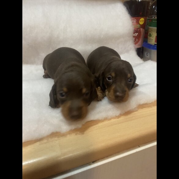 Dachshund (Standard &amp; Miniature) - Both