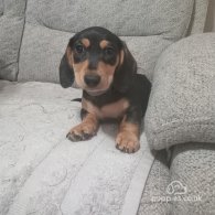 Dachshund (Standard & Miniature) - Both