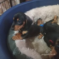 Dachshund (Standard & Miniature) - Both