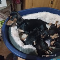 Dachshund (Standard & Miniature) - Both