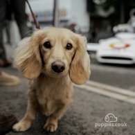 Dachshund (Standard & Miniature)