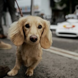 Dachshund (Standard &amp; Miniature)