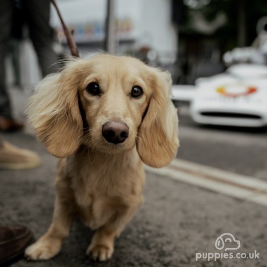 Dachshund (Standard &amp; Miniature)