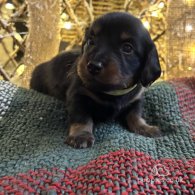 Dachshund (Standard & Miniature) - Both