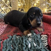 Dachshund (Standard & Miniature) - Both