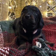 Dachshund (Standard & Miniature) - Both