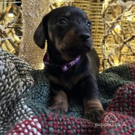 Dachshund (Standard & Miniature) - Both