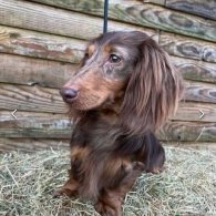 Dachshund (Standard & Miniature) - Both