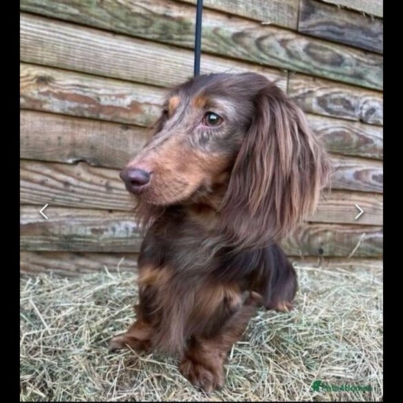 Dachshund (Standard &amp; Miniature) - Both