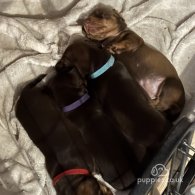 Dachshund (Standard & Miniature) - Both