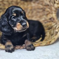 Dachshund (Standard & Miniature) - Both