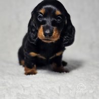 Dachshund (Standard & Miniature) - Both