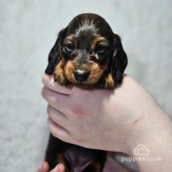 Dachshund (Standard & Miniature) - Both